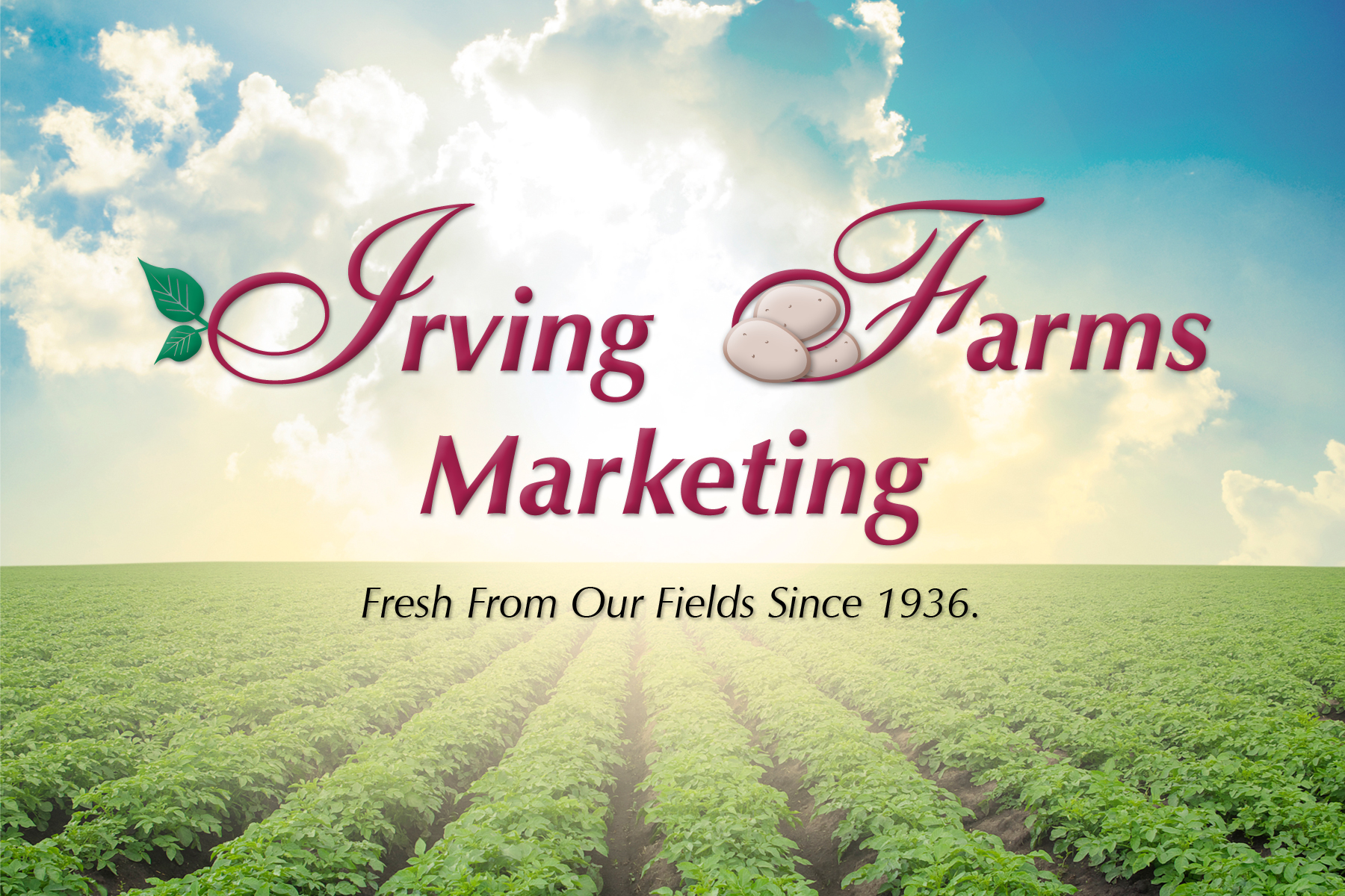 IFM FB2 (3) (field background)